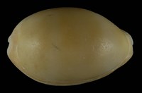 藏品(紫口寶螺)的圖片